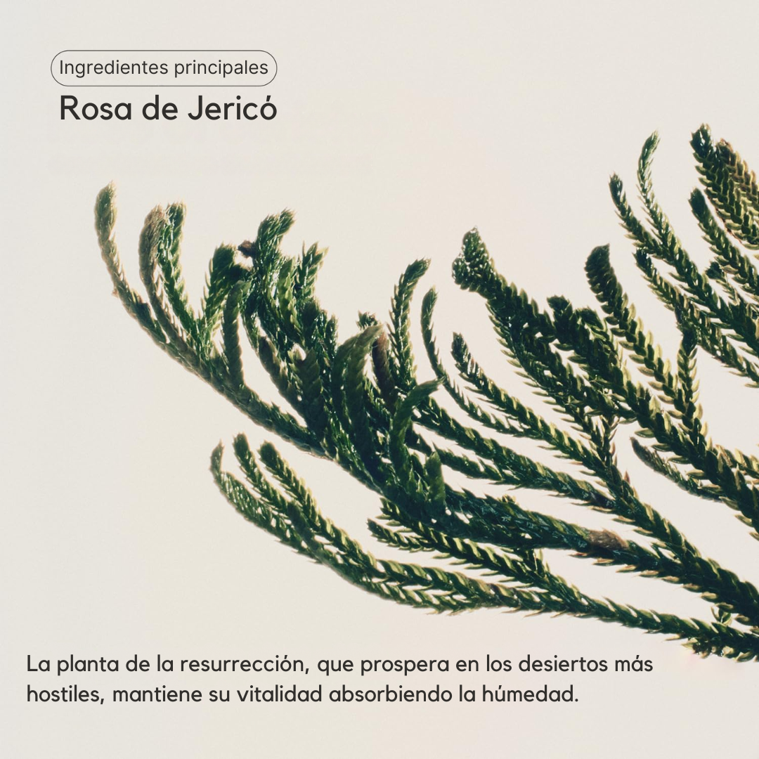 Collagen eye crème jericho rose tube